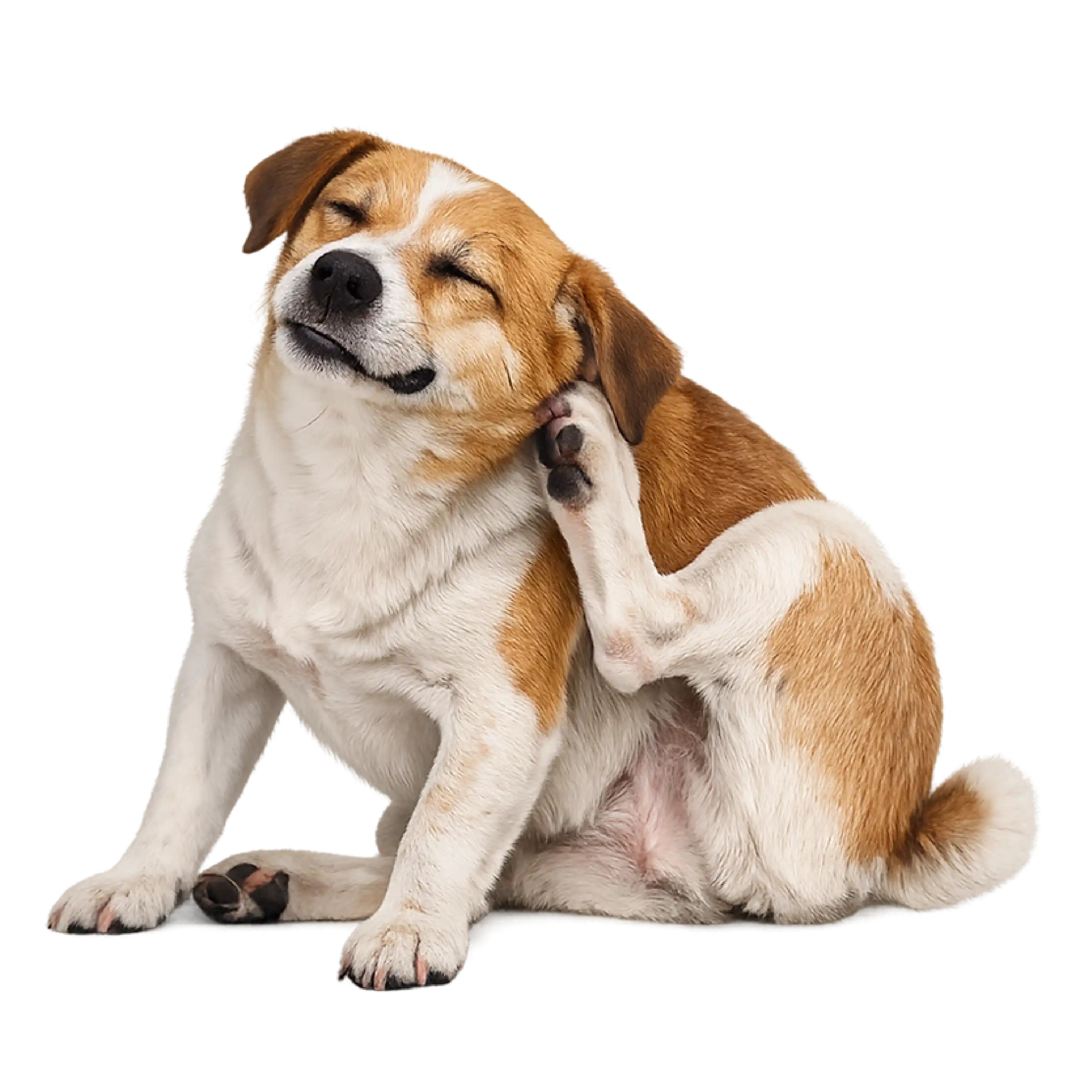Online Vet Consultation For Dog Skin Infections